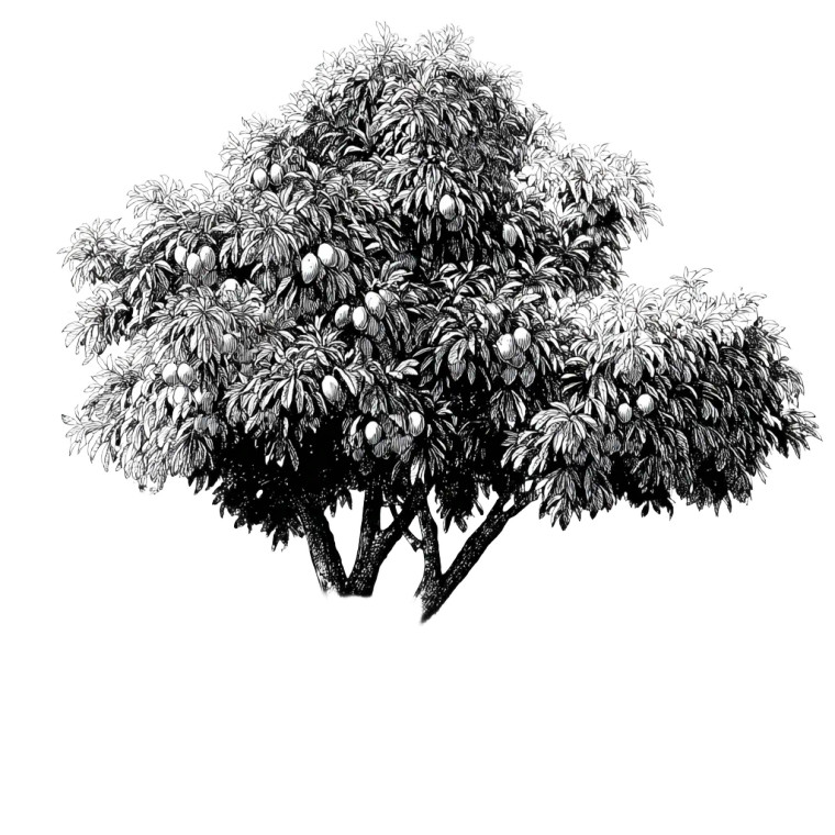 Mango Tree Sketch Vinyl Car Decal Sticker – Waterproof & UV-Resistant 3.4133333333333336"