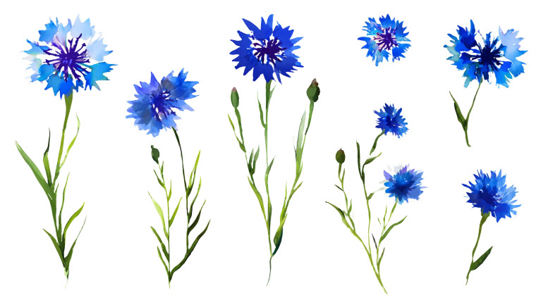 Stylized Cornflowers Vinyl Car Decal Sticker – Waterproof & UV-Resistant 5.4