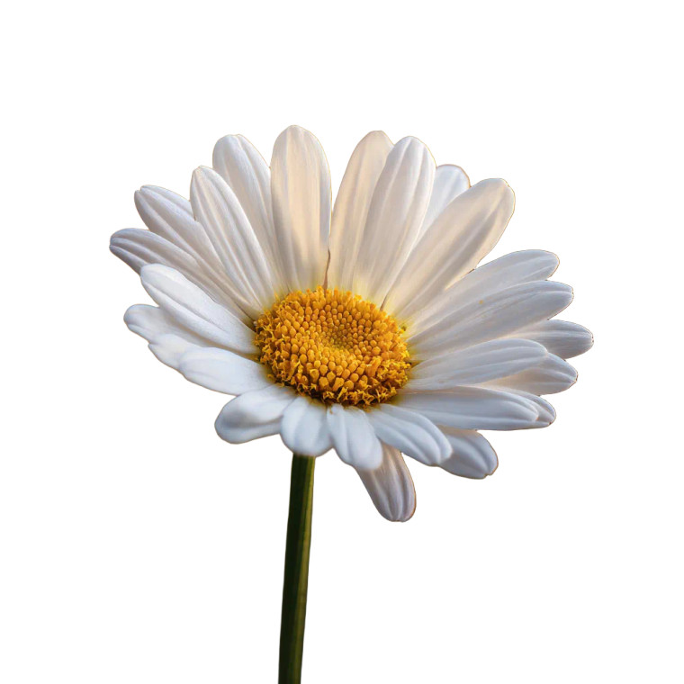 Daisy Flower V4 Vinyl Car Decal Sticker – Waterproof & UV-Resistant 3.4133333333333336"