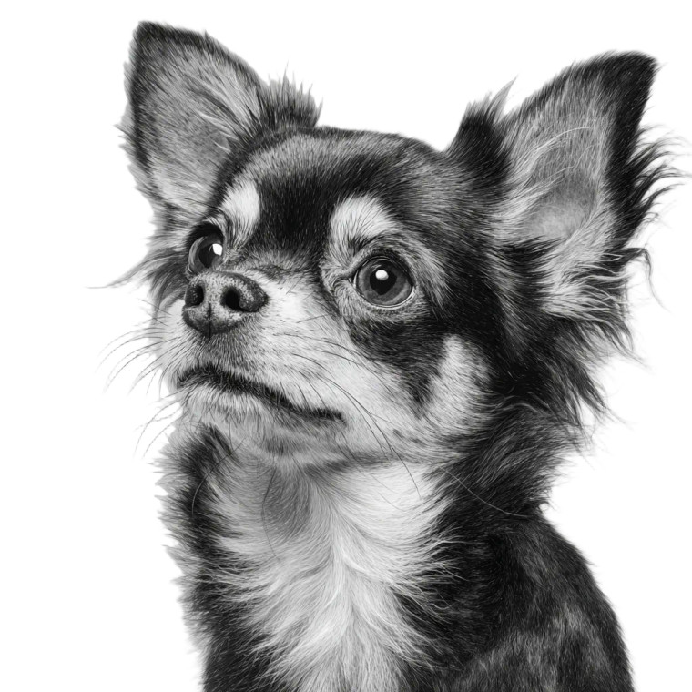 Cute Chihuahua V3 Vinyl Car Decal Sticker – Waterproof & UV-Resistant 3.4133333333333336"