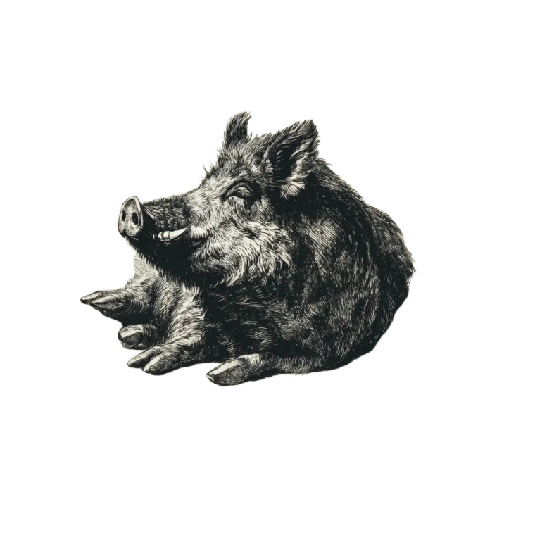 Boar In Mud Vinyl Car Decal Sticker – Waterproof & UV-Resistant 6.826666666666667"