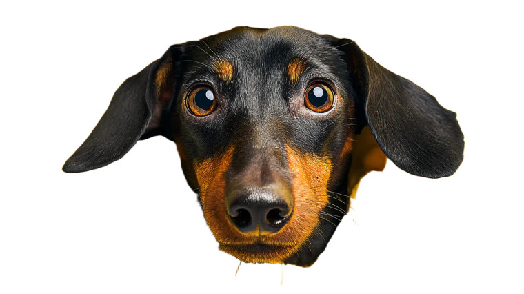 Curious Dachshund Peek Vinyl Car Decal Sticker – Waterproof & UV-Resistant 5.4