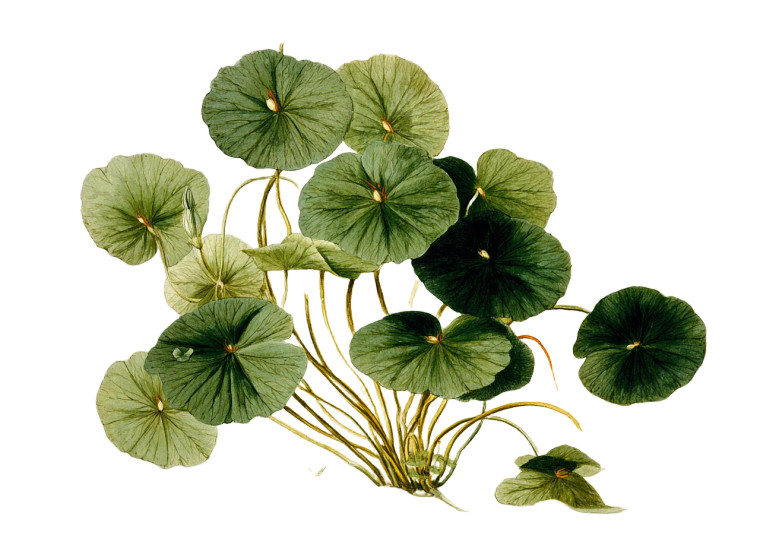 Water Lily Leaves Vinyl Car Decal Sticker – Waterproof & UV-Resistant 3.0933333333333333"