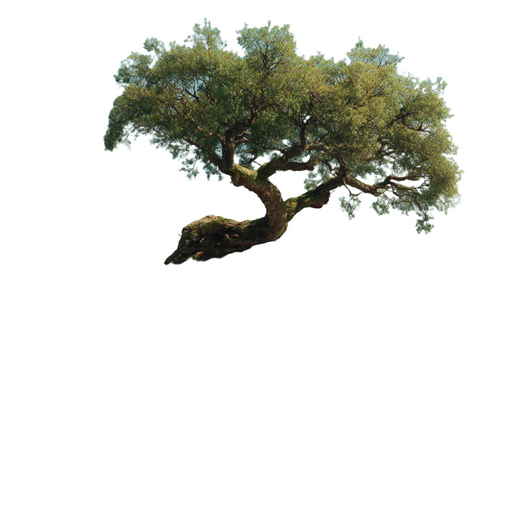 Twisted Waterside Tree Vinyl Car Decal Sticker – Waterproof & UV-Resistant 3.4133333333333336"