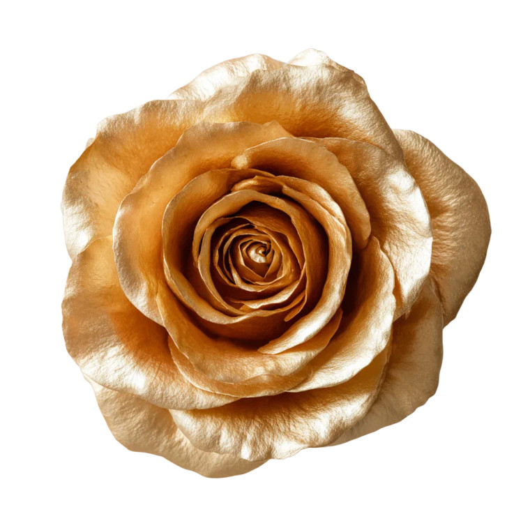 Golden Rose Bloom Vinyl Car Decal Sticker – Waterproof & UV-Resistant 6.826666666666667"