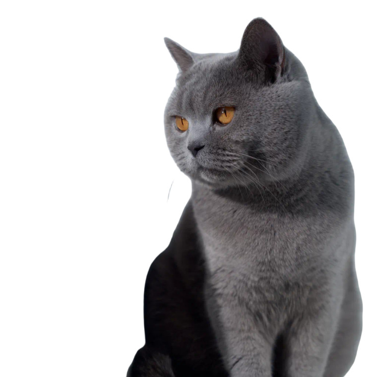 British Shorthair Cat V15 Vinyl Car Decal Sticker – Waterproof & UV-Resistant 3.4133333333333336"