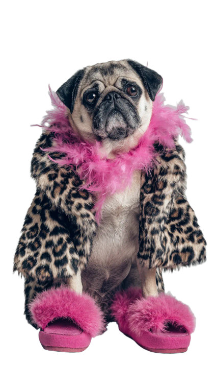 Glamorous Pug Vinyl Car Decal Sticker – Waterproof & UV-Resistant 4.8533333333333335"