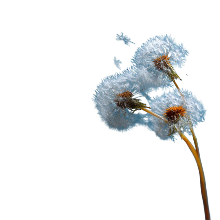 Floating Dandelions Vinyl Car Decal Sticker – Waterproof & UV-Resistant 3.4133333333333336"