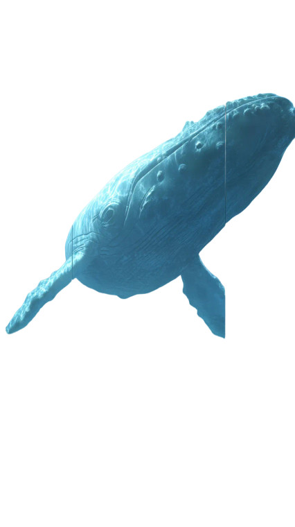 Underwater Classroom Whale V2 Vinyl Car Decal Sticker – Waterproof & UV-Resistant 9.706666666666667"