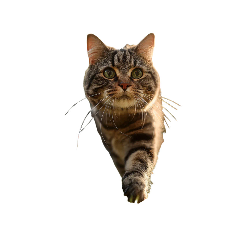 Fat Tabby Cat V2 Vinyl Car Decal Sticker – Waterproof & UV-Resistant 3.4133333333333336"