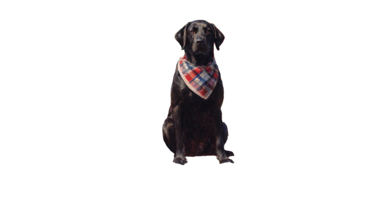 Vintage Labrador Portrait Vinyl Car Decal Sticker – Waterproof & UV-Resistant 5.4