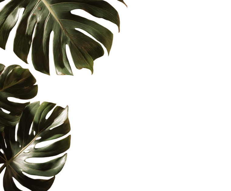 Tropical Leaf Composition V2 Vinyl Car Decal Sticker – Waterproof & UV-Resistant 6.613333333333333"