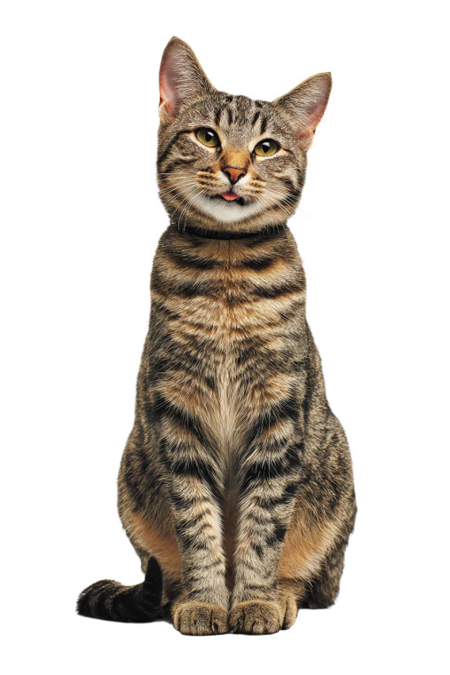 Smiling Short-Haired Cat Vinyl Car Decal Sticker – Waterproof & UV-Resistant 8.96"