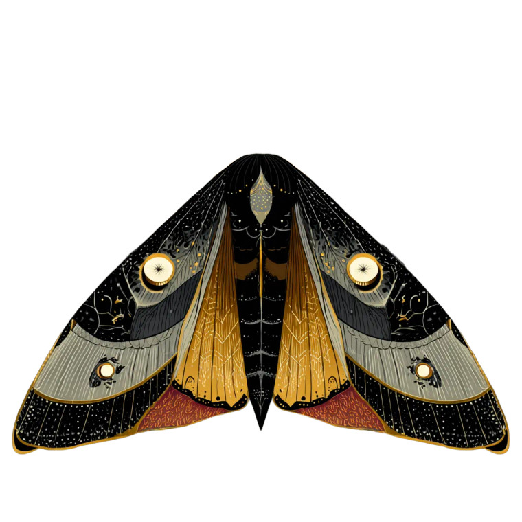 Esoteric Moth Illustration Vinyl Car Decal Sticker – Waterproof & UV-Resistant 3.4133333333333336"