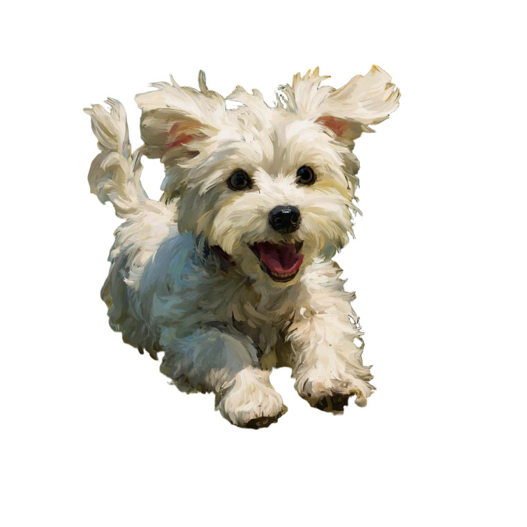Maltese In Sunflowers Vinyl Car Decal Sticker – Waterproof & UV-Resistant 3.4133333333333336"