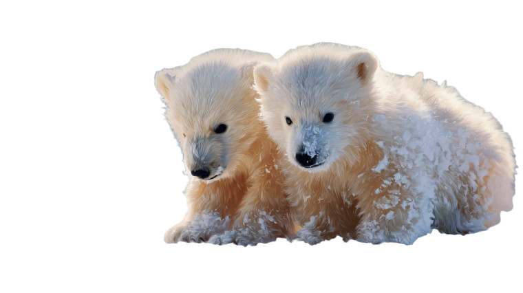 Polar Bear Cubs Vinyl Car Decal Sticker – Waterproof & UV-Resistant 2.72"