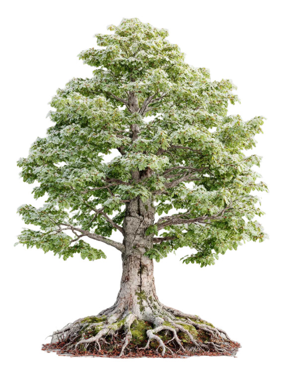 Tree With Roots Vinyl Car Decal Sticker – Waterproof & UV-Resistant 8.213333333333333"