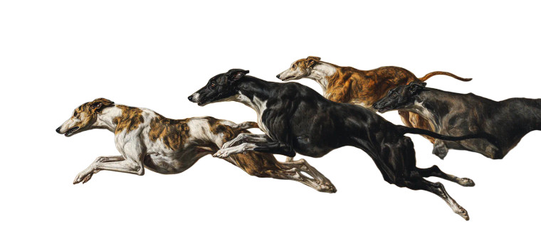 Greyhounds Jumping Vinyl Car Decal Sticker – Waterproof & UV-Resistant 2.