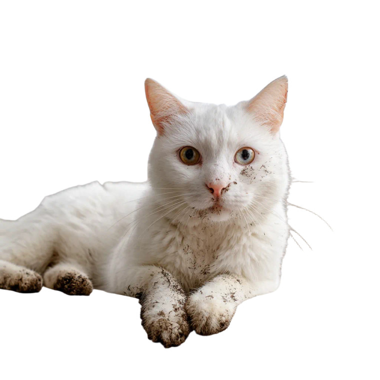Muddy Paws Cat Vinyl Car Decal Sticker – Waterproof & UV-Resistant 6.826666666666667"