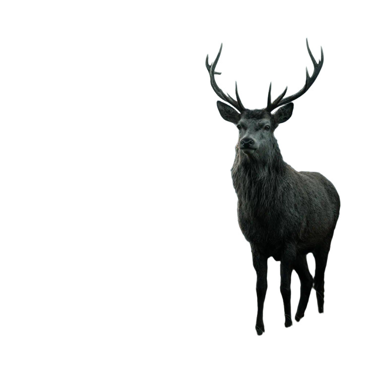 Moody Forest Deer Vinyl Car Decal Sticker – Waterproof & UV-Resistant 6.826666666666667"
