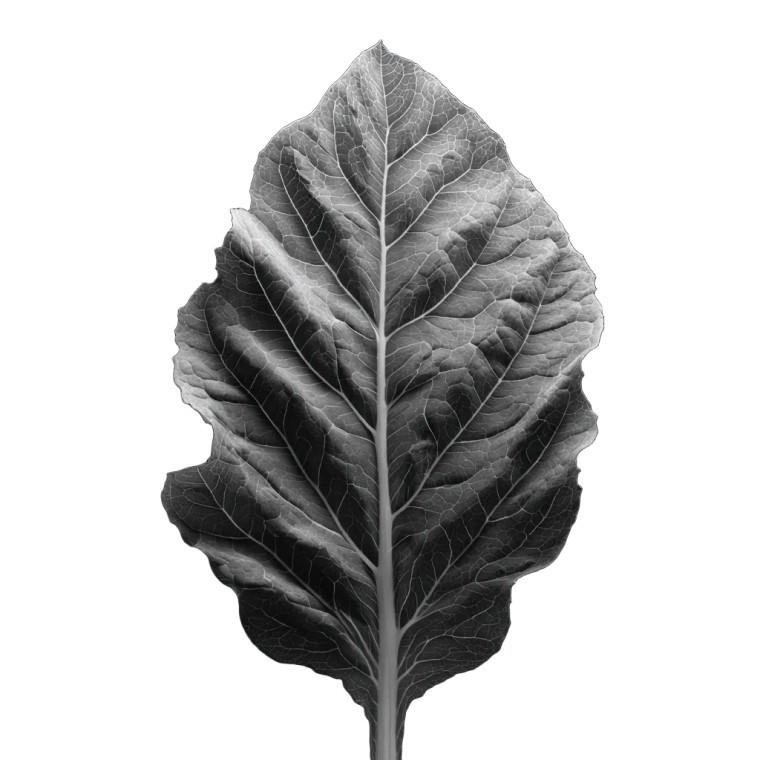 Tobacco Leaf Vinyl Car Decal Sticker – Waterproof & UV-Resistant 3.4133333333333336"