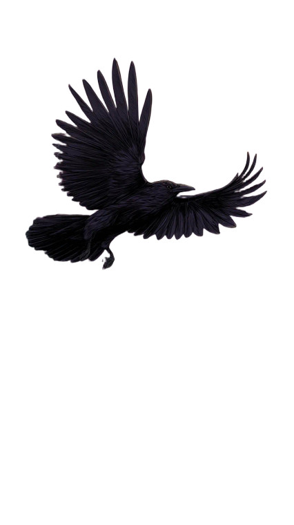 Raven In Flight V4 Vinyl Car Decal Sticker – Waterproof & UV-Resistant 4.8533333333333335"