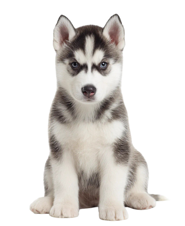 Husky Puppy Vinyl Car Decal Sticker – Waterproof & UV-Resistant 8.106666666666667"
