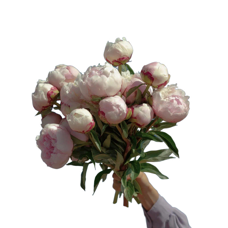 Peony Bouquet V4 Vinyl Car Decal Sticker – Waterproof & UV-Resistant 3.4133333333333336"