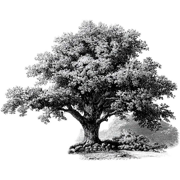 Oak Tree Stamp Vinyl Car Decal Sticker – Waterproof & UV-Resistant 3.4133333333333336"