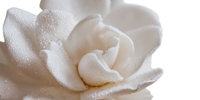 Gardenia Macro Shot Vinyl Car Decal Sticker – Waterproof & UV-Resistant 5.12"