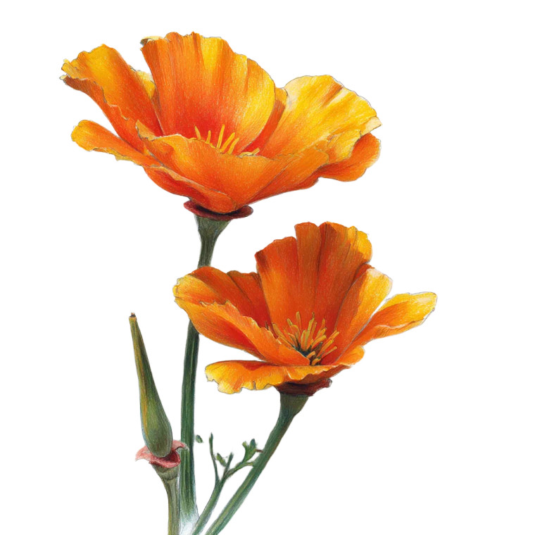 Bright Orange Poppies Vinyl Car Decal Sticker – Waterproof & UV-Resistant 6.826666666666667"