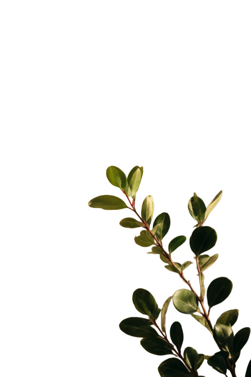 Green Plant Serenity Vinyl Car Decal Sticker – Waterproof & UV-Resistant 4.4