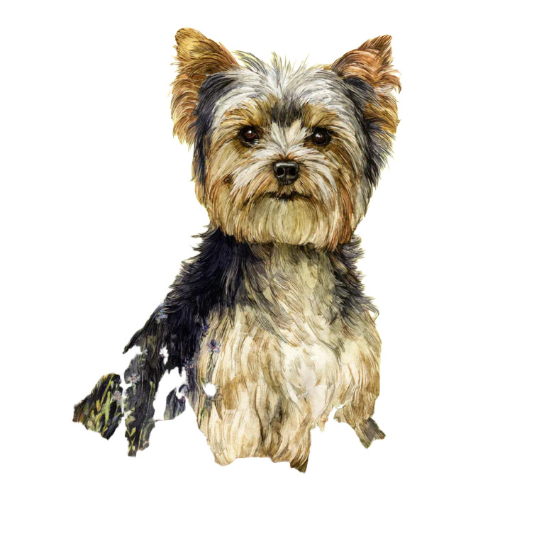 Charming Yorkshire Terrier Vinyl Car Decal Sticker – Waterproof & UV-Resistant 3.4133333333333336"