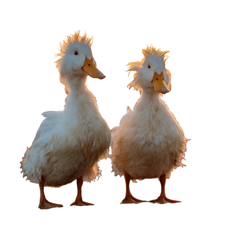 Hungover Beach Ducks Vinyl Car Decal Sticker – Waterproof & UV-Resistant 3.4133333333333336"