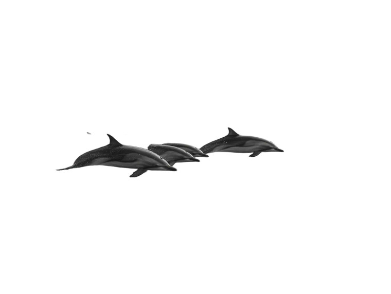 Dolphin Pod Swimming V2 Vinyl Car Decal Sticker – Waterproof & UV-Resistant 6.1866666666666665"