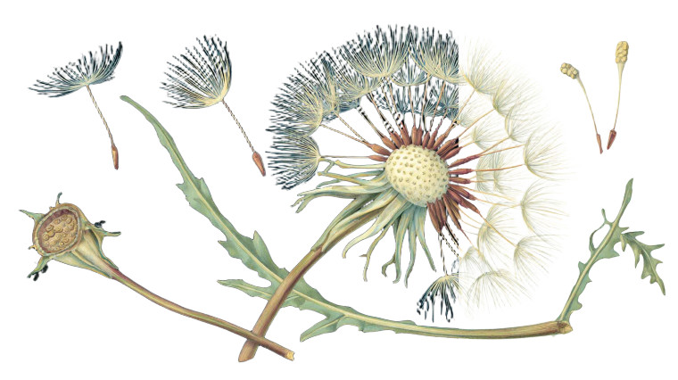Dandelion Illustration V4 Vinyl Car Decal Sticker – Waterproof & UV-Resistant 2.72"