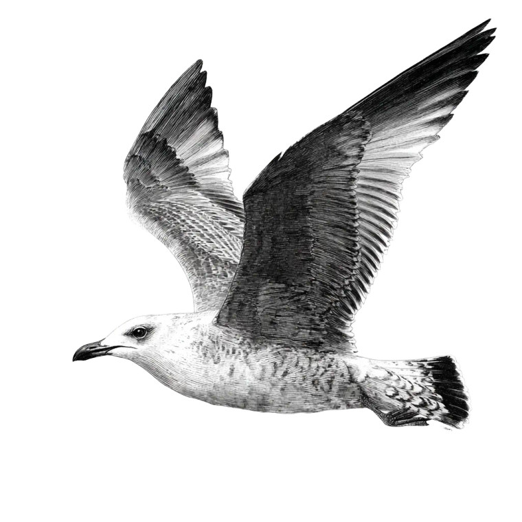 Flying Seagull Drawing Vinyl Car Decal Sticker – Waterproof & UV-Resistant 3.4133333333333336"
