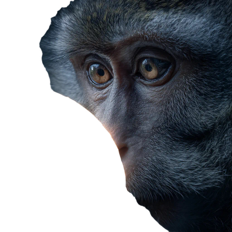 Monkey And Globe Vinyl Car Decal Sticker – Waterproof & UV-Resistant 6.826666666666667"