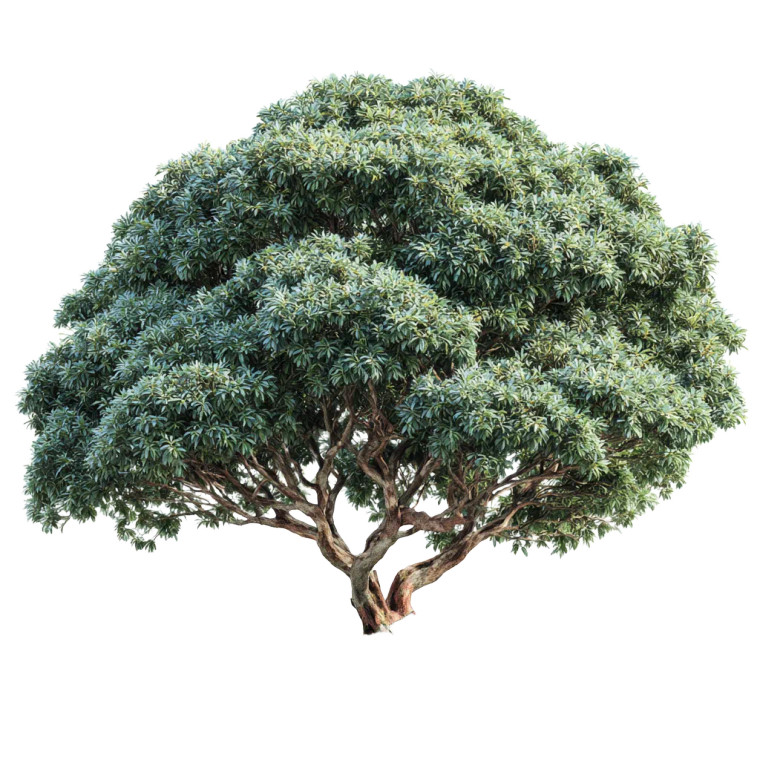 Ficus Nitida Tree Vinyl Car Decal Sticker – Waterproof & UV-Resistant 3.4133333333333336"