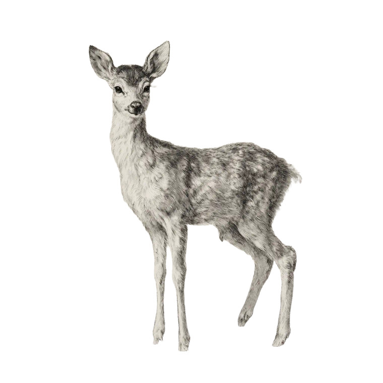 Graceful Deer Illustration Vinyl Car Decal Sticker – Waterproof & UV-Resistant 6.826666666666667"