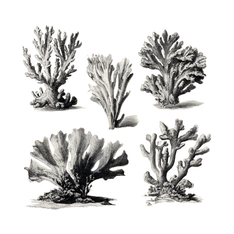 Delicate Coral Drawings Vinyl Car Decal Sticker – Waterproof & UV-Resistant 6.826666666666667"