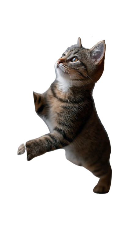 Climbing Kitten V2 Vinyl Car Decal Sticker – Waterproof & UV-Resistant 4.8533333333333335"