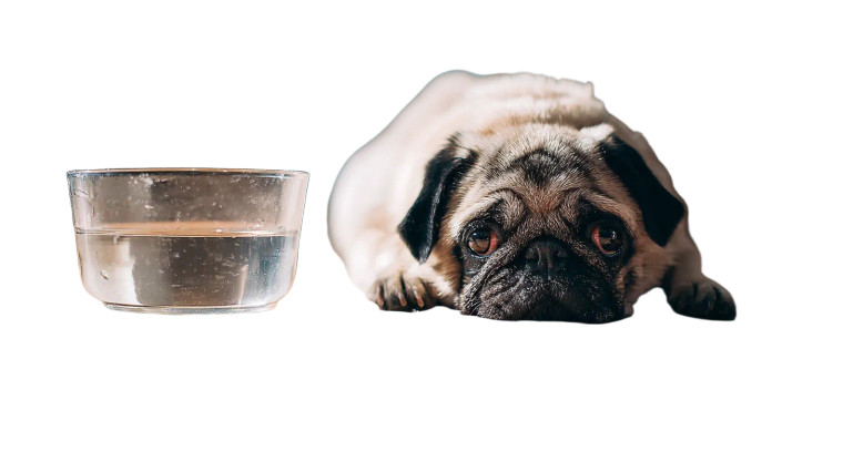 Heat-Stricken Pug Vinyl Car Decal Sticker – Waterproof & UV-Resistant 2.72"