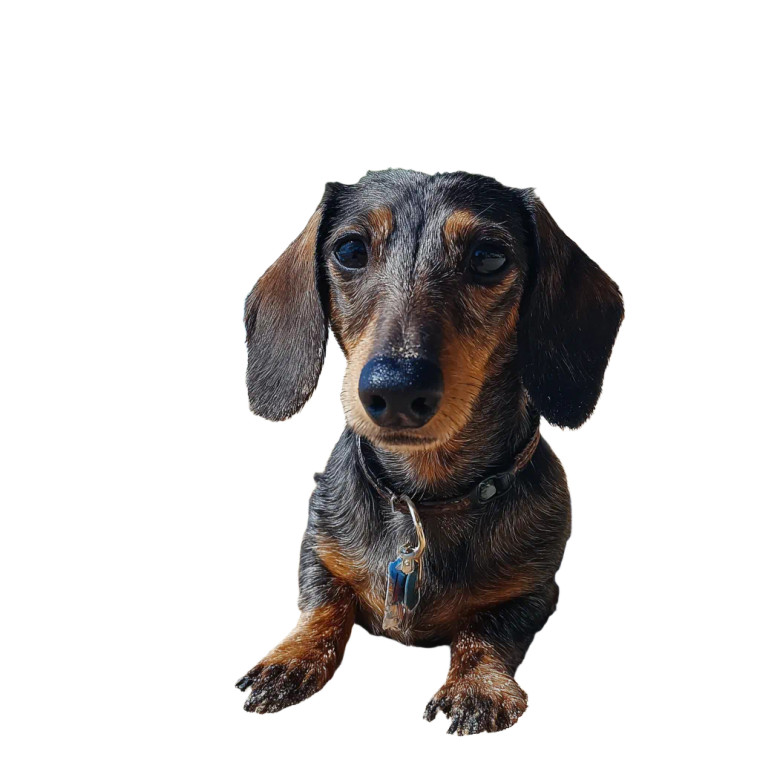Beach Dachshund Vinyl Car Decal Sticker – Waterproof & UV-Resistant 3.4133333333333336"