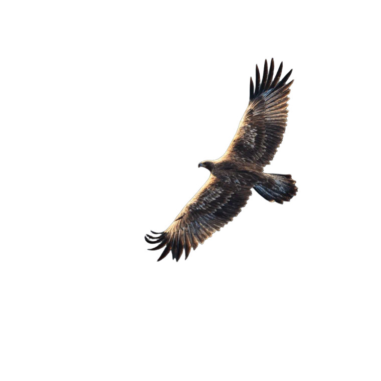 Soaring Eagle V8 Vinyl Car Decal Sticker – Waterproof & UV-Resistant 6.826666666666667"