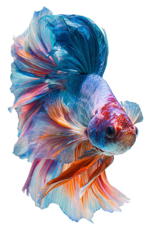 Vibrant Betta Fish V2 Vinyl Car Decal Sticker – Waterproof & UV-Resistant 4.4
