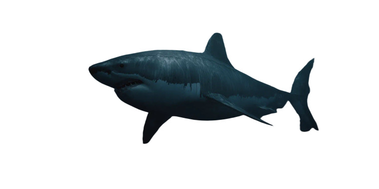 Megalodon V2 Vinyl Car Decal Sticker – Waterproof & UV-Resistant 5.12"