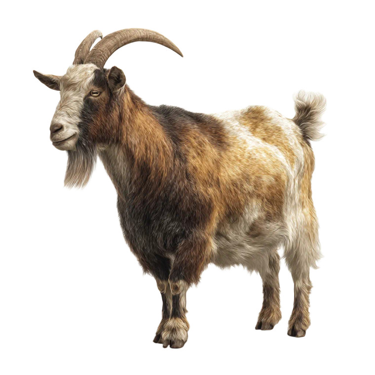 Realistic Goat Vinyl Car Decal Sticker – Waterproof & UV-Resistant 3.4133333333333336"