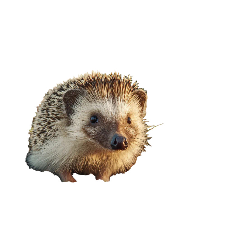 Lithuanian Hedgehog Vinyl Car Decal Sticker – Waterproof & UV-Resistant 3.4133333333333336"