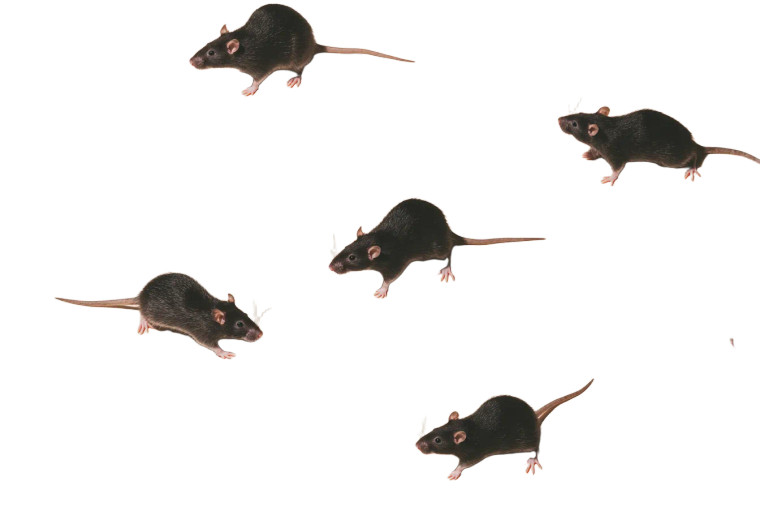 Rats Editorial Vinyl Car Decal Sticker – Waterproof & UV-Resistant 5.97333333333333